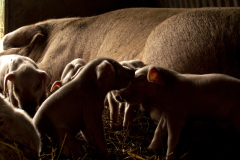 Tenderness, Fine art photograph of newborn piglets sharing a quiet moment beside their mother in warm natural light inside a traditional barn.