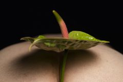 Fine art photograph a flower focused on light, composition, and a moment of stillness.